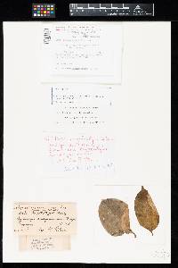 Image Associated With the Occurrence