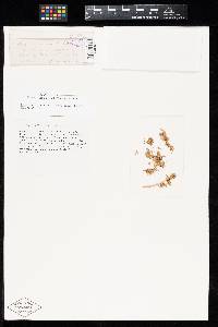 Uredo reaumuriicola image