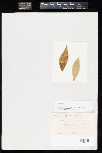 Thumbnail image of current specimen