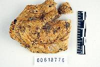 Thumbnail image of current specimen