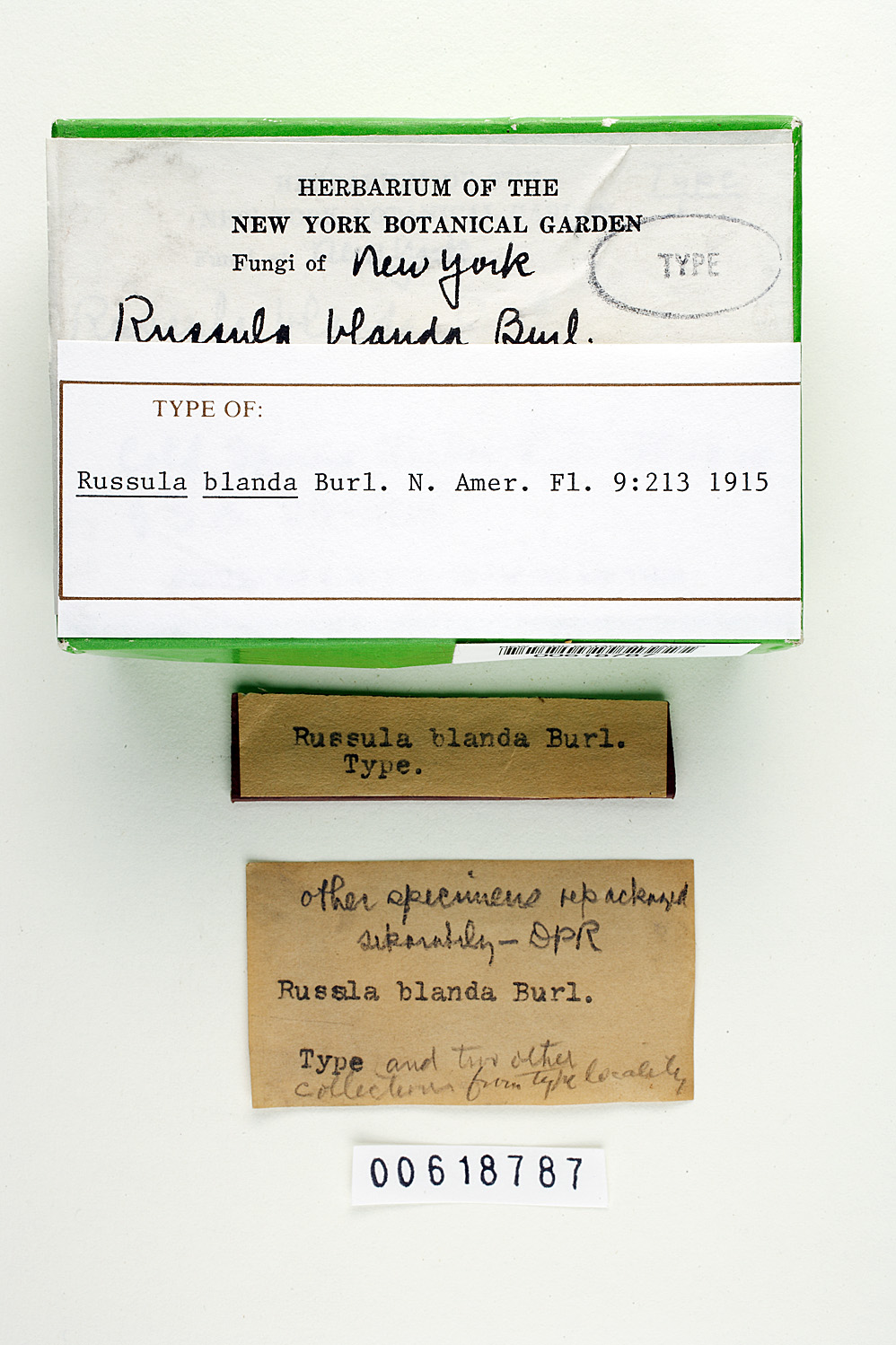 Russula blanda image