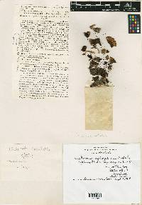 Psathyrella piluliformis image