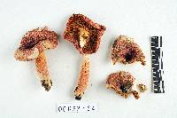 Russula subtilis image