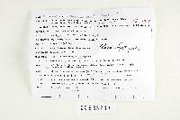 Russula fastigiata image