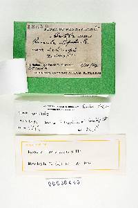 Russula flavisiccans image