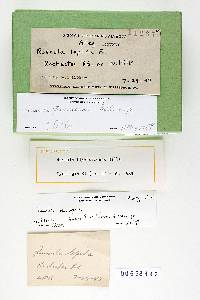 Russula flavisiccans image