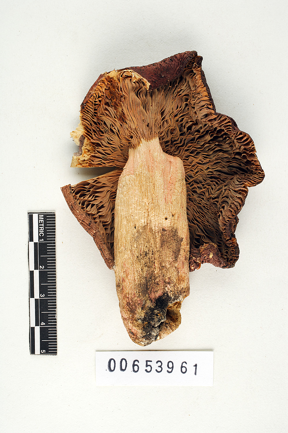 Russula mordax image