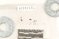 Media resource of Agaricus columbanus