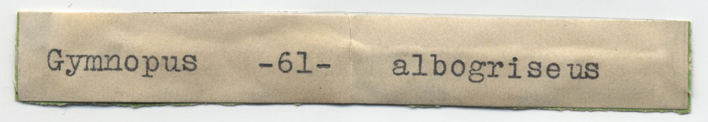 Collybia albogrisea image