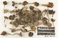 Collybia albogrisea image