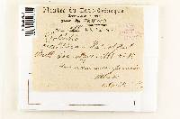 Collybia excentrica image