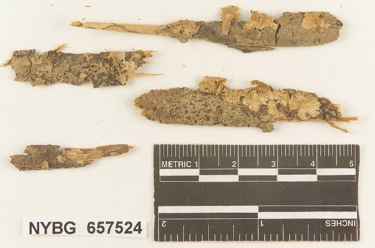 Collybia excentrica image