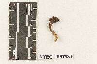 Gymnopus subavellaneus image