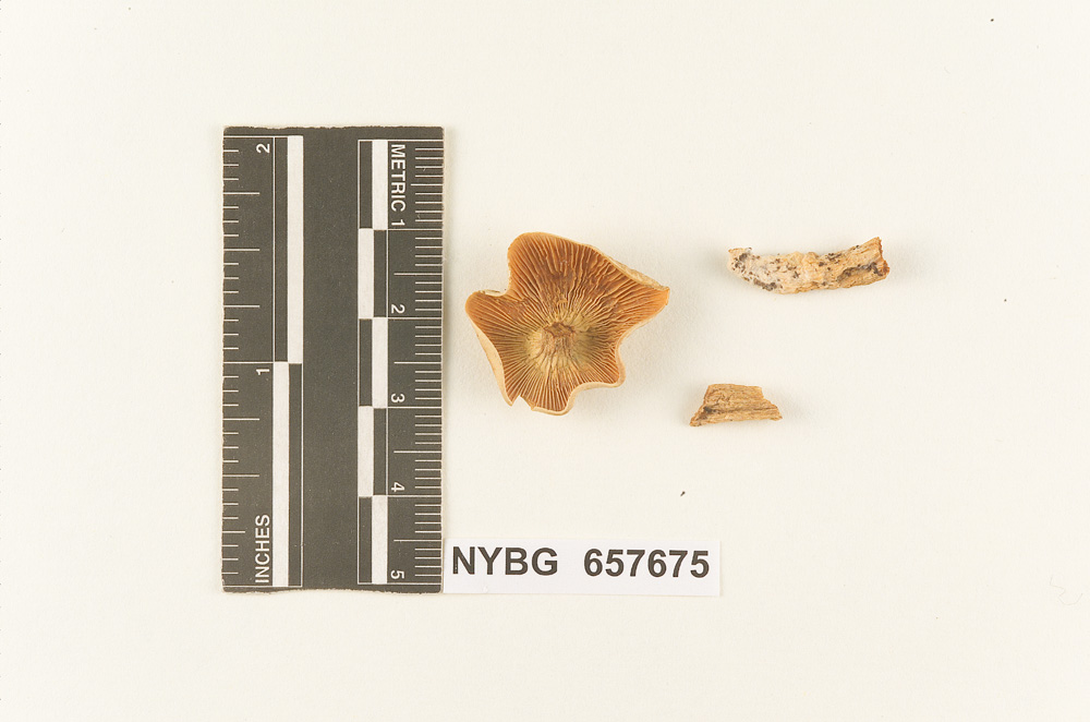 Clitocybe violaceifolia image