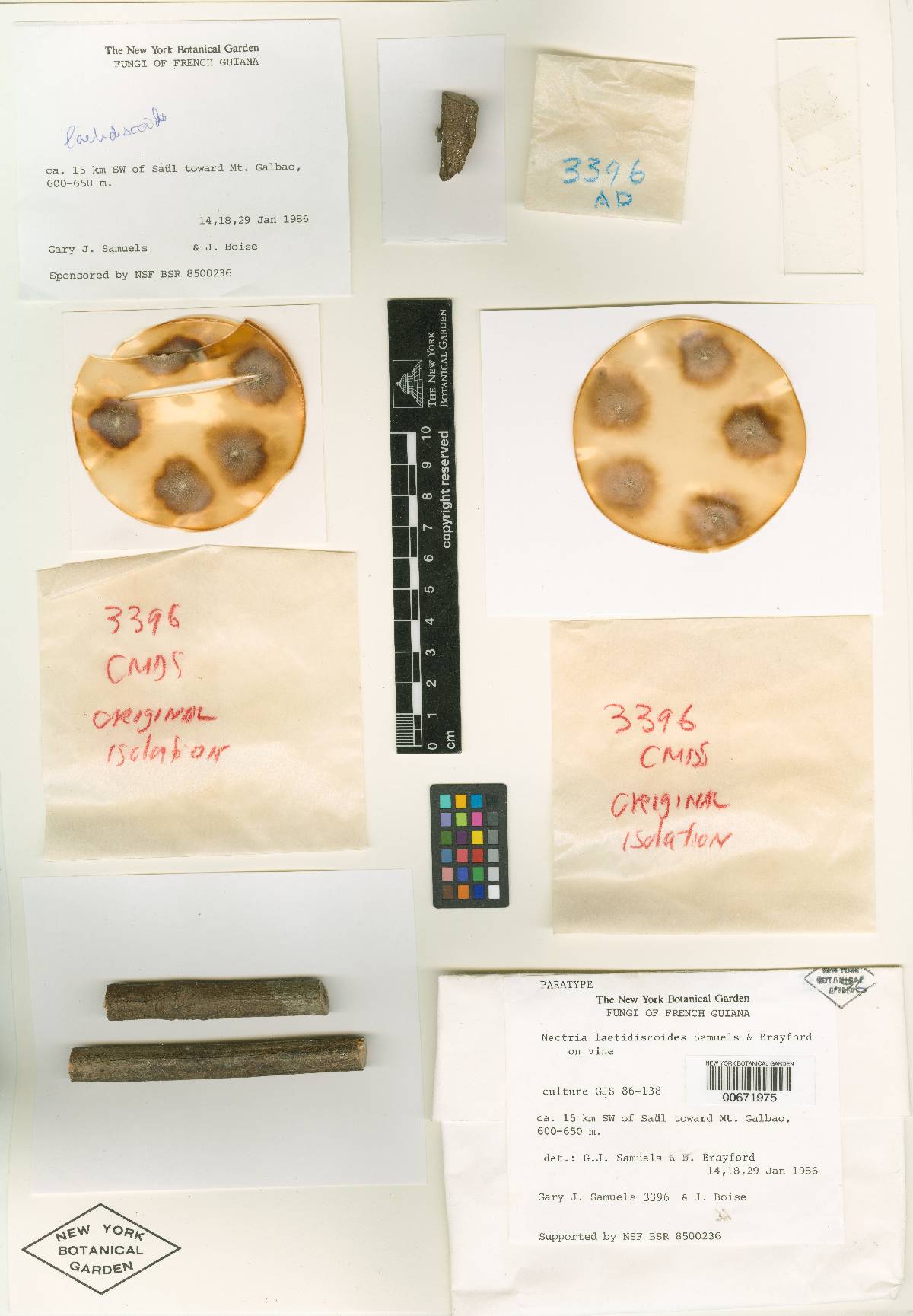 Nectria laetidiscoides image