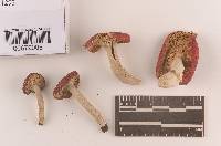 Russula pusilla image