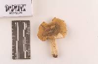 Russula raoultii image