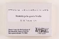 Russula pelargonia image