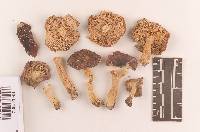 Russula sericeonitens image