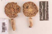 Russula subgraminicolor image