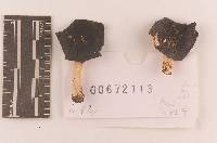 Thumbnail image of current specimen