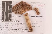 Russula subfoetens image
