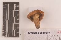 Russula subfoetens image