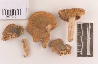 Russula subgraminicolor image