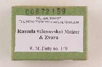 Russula velenovskyi image