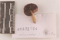 Thumbnail image of current specimen