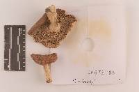 Russula velenovskyi image