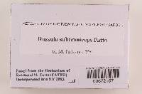 Russula subtenuiceps image