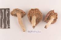 Russula velenovskyi image
