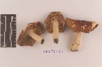 Russula velenovskyi image