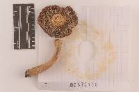 Russula velenovskyi image