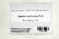 Russula ventricosipes image