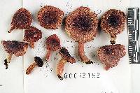 Russula subtilis image
