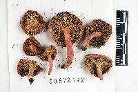 Russula subtilis image