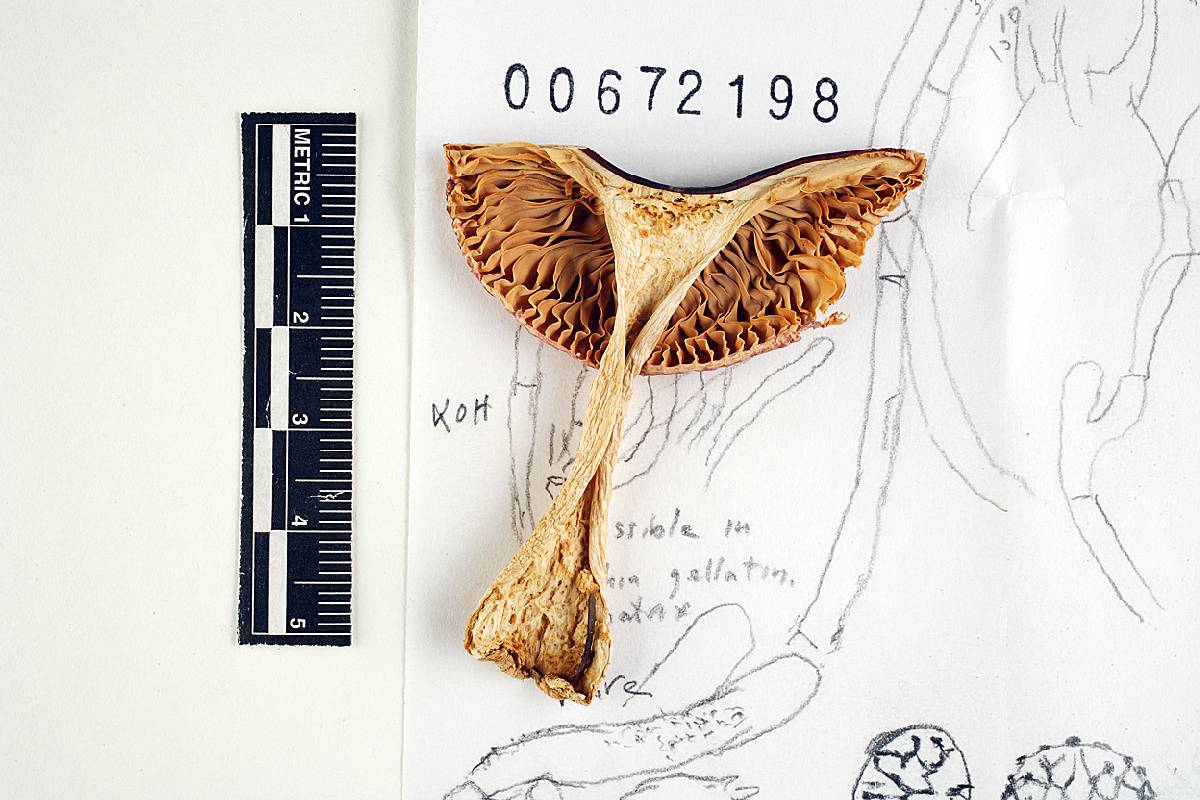 Russula turci image