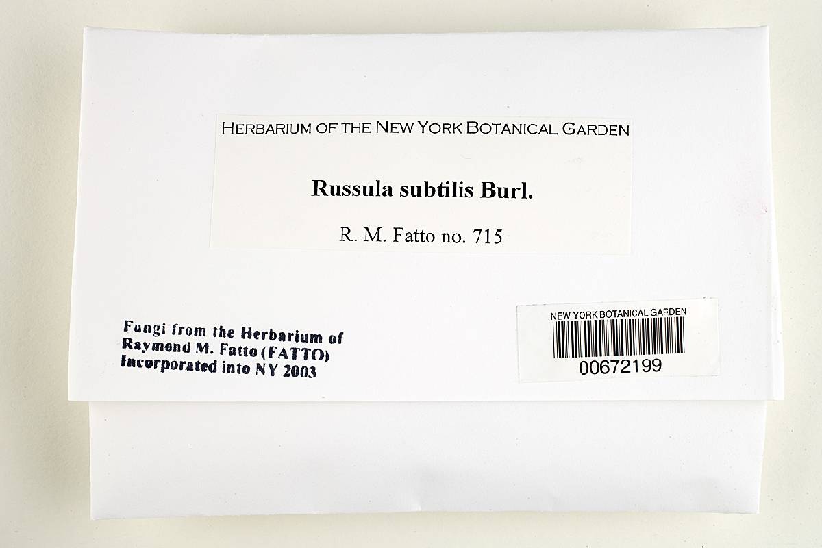 Russula subtilis image