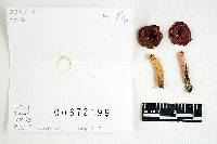Russula subtilis image