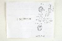 Russula tenuiceps image