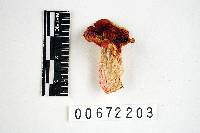 Russula tenuiceps image