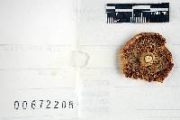 Russula subtilis image