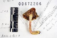 Russula subtilis image