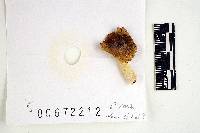 Russula subtilis image