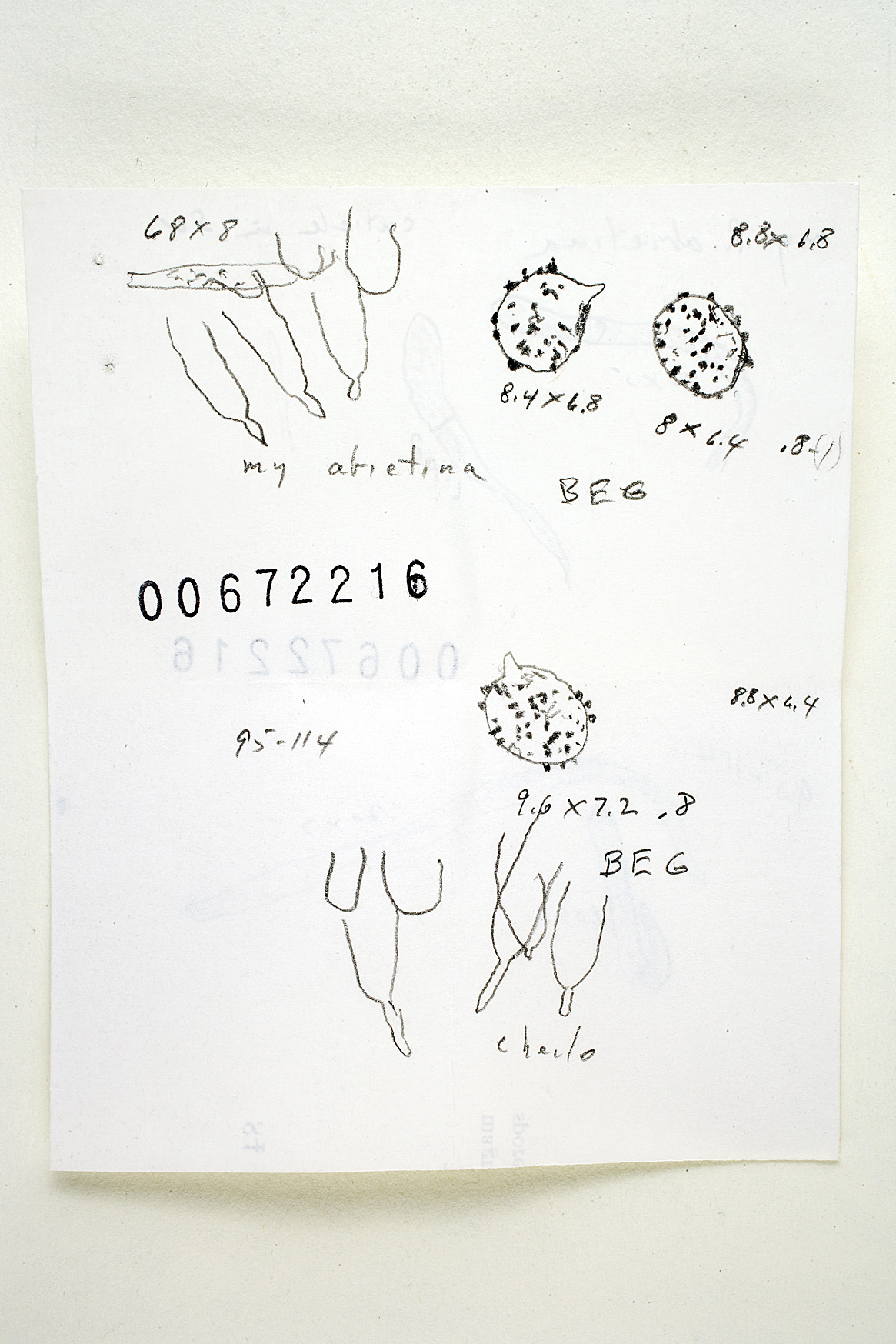 Russula abietina image