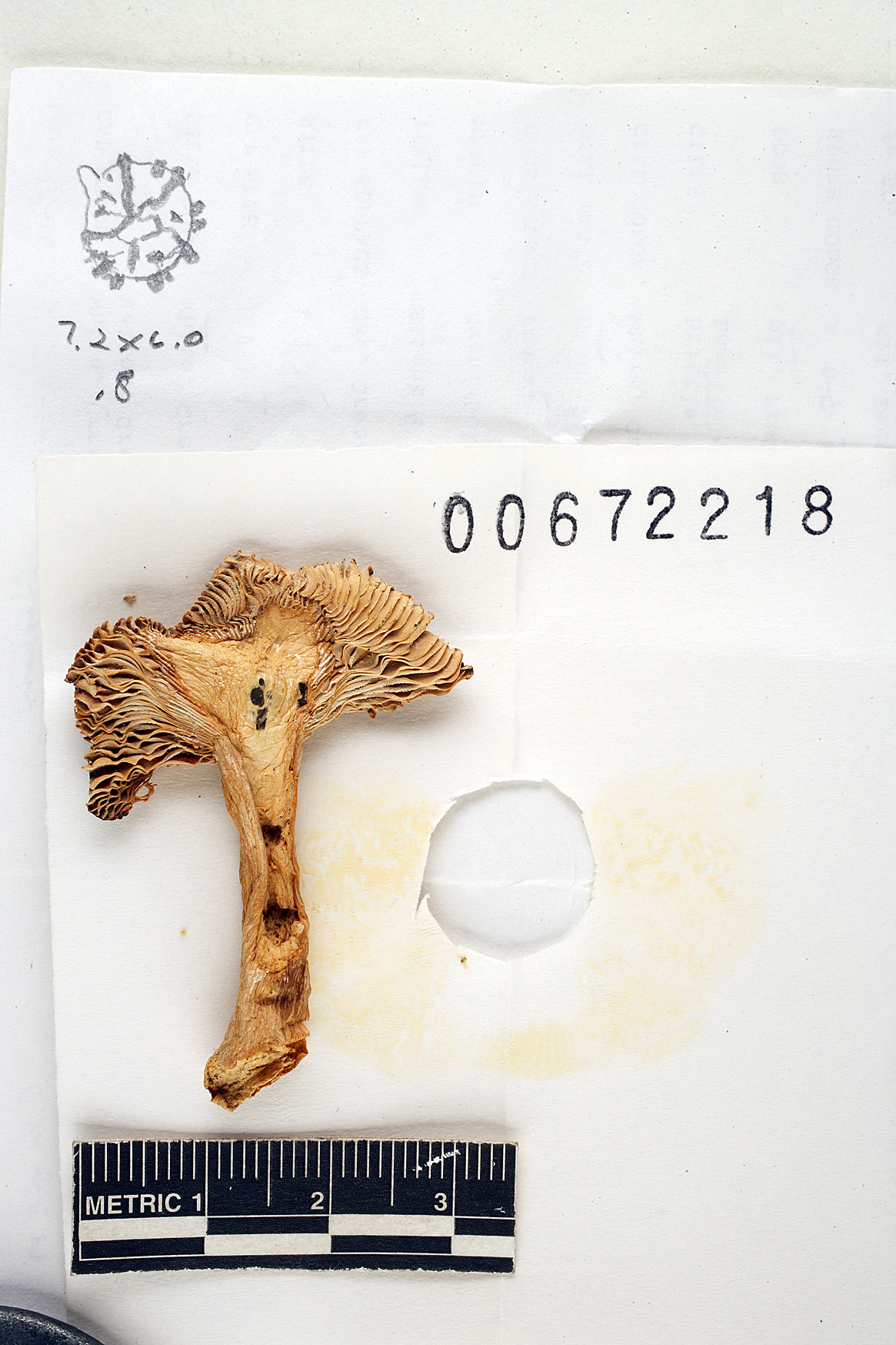 Russula amoenicolor image
