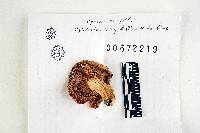Russula amoenolens image