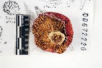 Russula admirabilis image